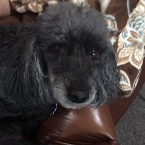 Meet your Posher, Dina